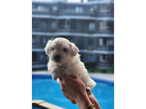 0 numara maltese terrier bebekler