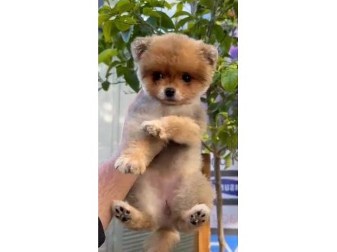 Pomeranian boo traşlı