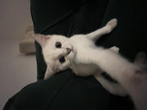 3 aylık kedimi sahiplendirmek istiyorum çok oyuncudur