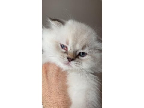 Kendi kedimin yavrusu british longhair