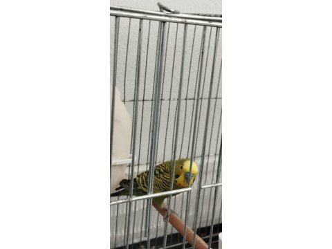 Sağlıklı erkek muhabbet kuşu