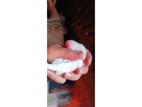 Sol ayak aksıyor beyaz albino kırmızı göz muhabbet kuşu