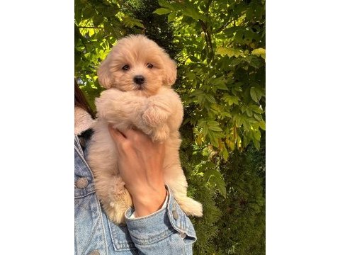 Maltipoo yavrular