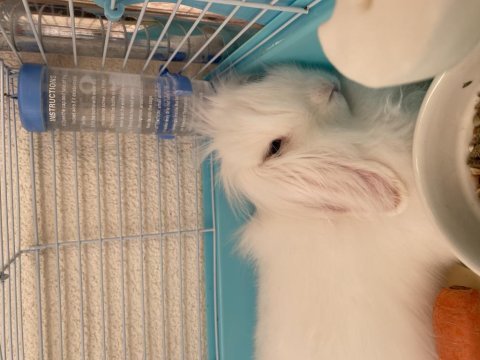 Hollanda mini lop tavşanı