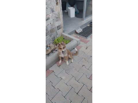 Yavru kırma collie ücretsiz