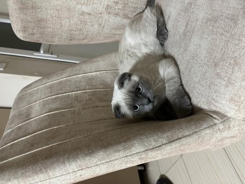 Aşıları tam scottish fold