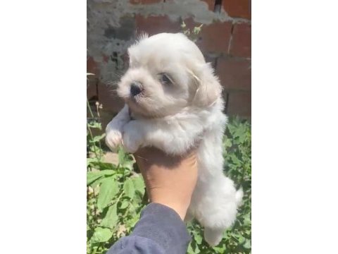 Maltese yavrular minyatür boy