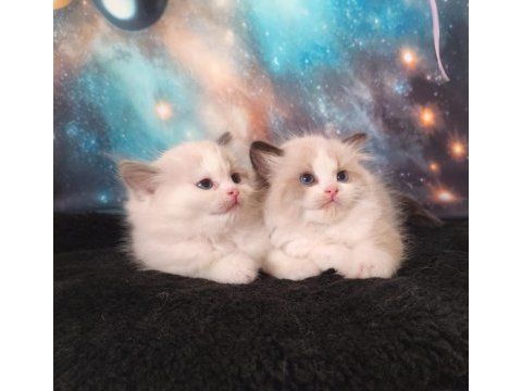 Peri masalı ragdoll yavrularım