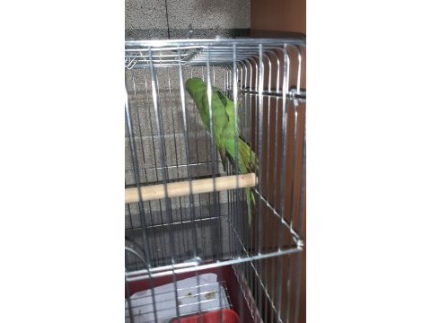 Pakistan papağanı 5 aylık