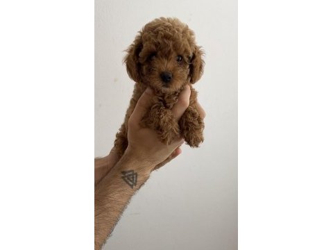 Tuvalet eğitimli toy poodle yavrularım - her renkten