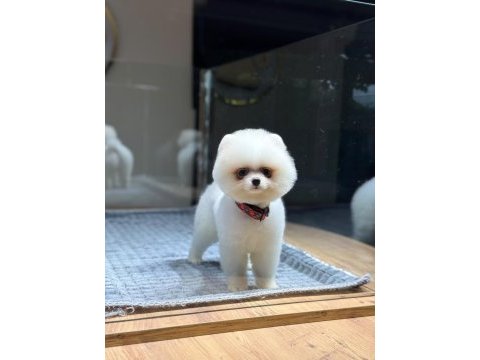 Sağlık ve ırk garantili pomeranian köpeği