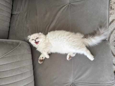 Scottish fold x british longhair