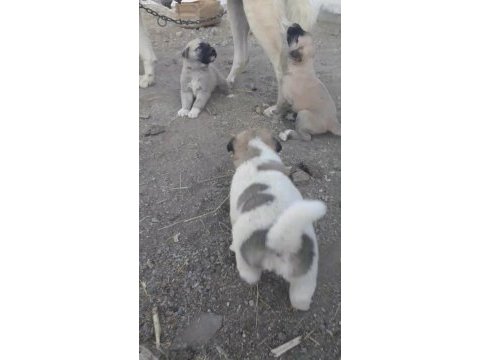 Safkan kangal köpeği 4 adet erkek
