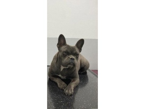 French bulldog fırsatını kaçırma