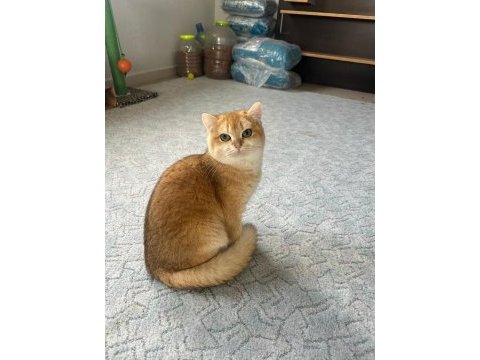 Saf ırk ny12 golden british shorthair kedim