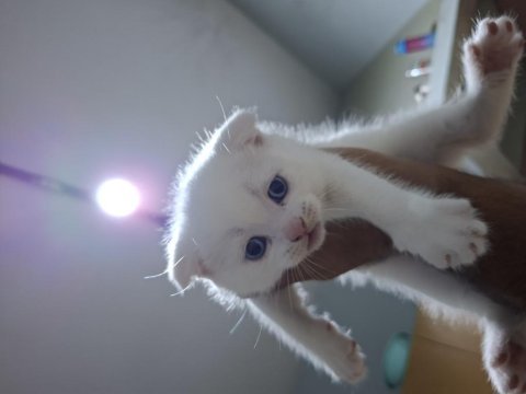 Yeni yuvasını bekleyen tatlış bir scottish fold