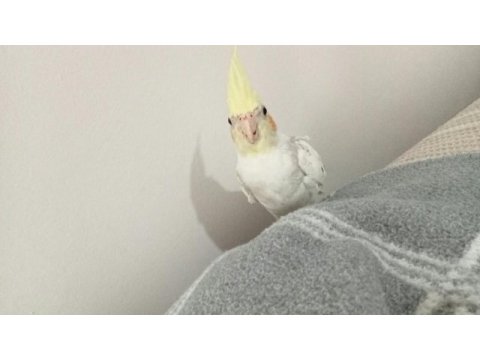 5 aylık sultan papağanı