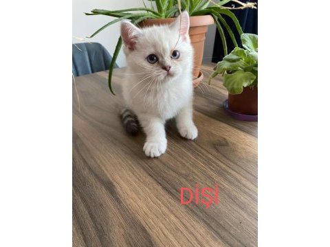 Sahiplendirme british longhair