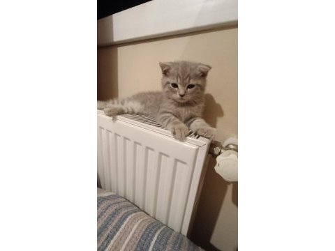 2 aylık yavru scottish fold erkek