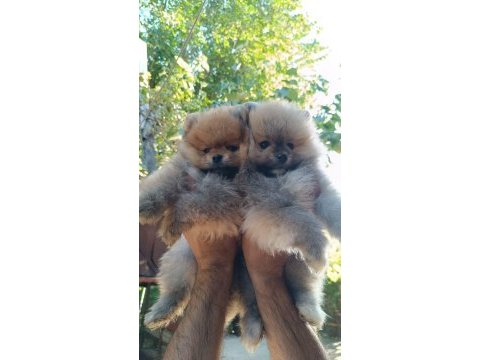 A kalite pomeranian boo