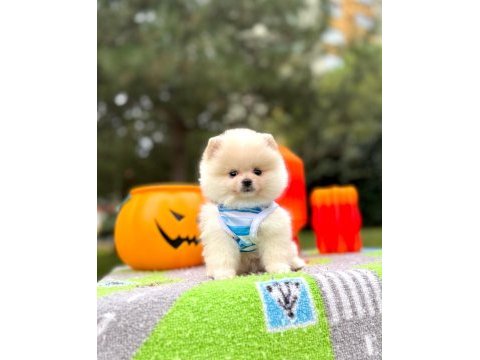 Orjinal pomeranian boo