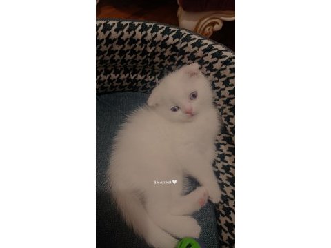 2 aylık scottish fold dişi kedimi sahiplendiriyorum