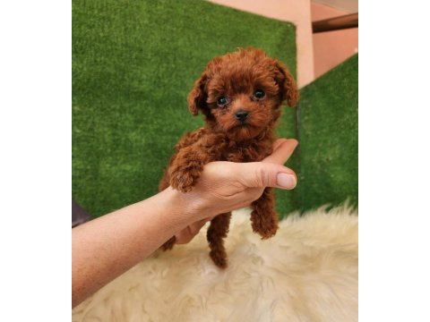 Toy poodle için doğru adres mi arıyorsunuz?