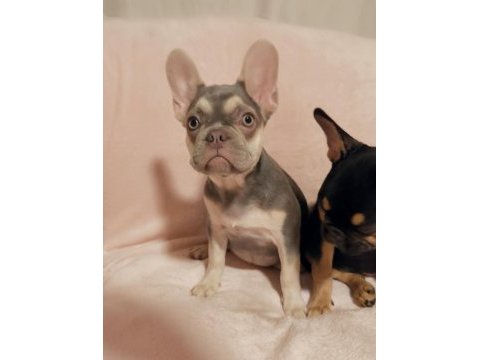 Fluffy ve ısabella taşıyıcı aşılı french kızlarımız