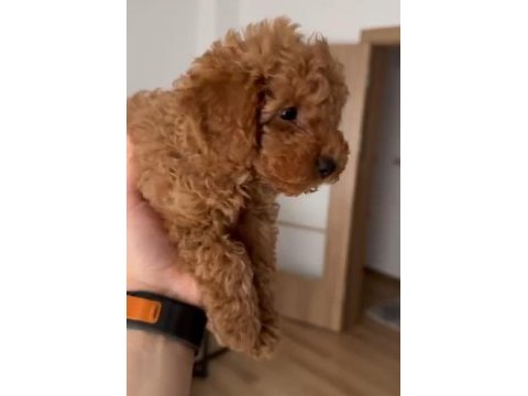 Eşsiz toy poodle dişi çikolata