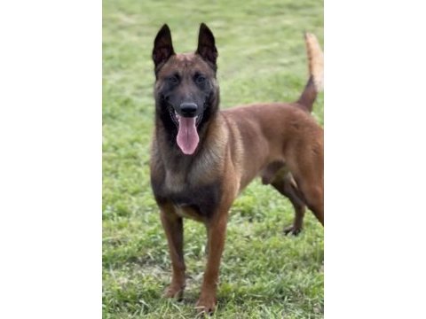 Fcı a şecereli malinoisler