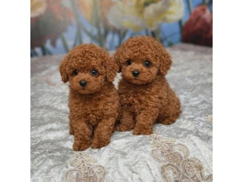 Irk garantili poodle yavrular