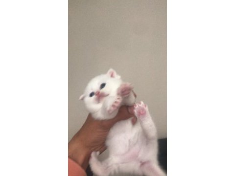 Irk garantili scottish fold beyaz mavi göz dişi yavrularım