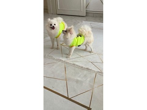 Pomeranian kopeğimiz