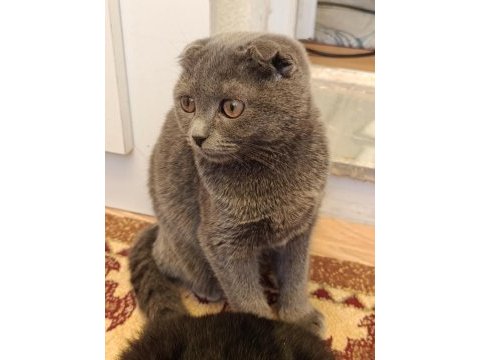 3 aylık scottish fold yavrular sahiplendirilecektir