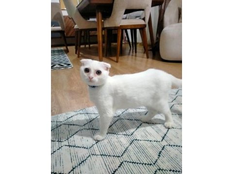 6 aylık sevimli scottish fold