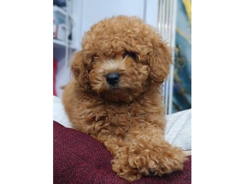 Irk ve sağlık garantili toy poodle yavrumuz