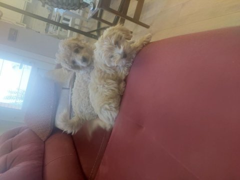 Maltipoo bebek 2 aylık köpekler
