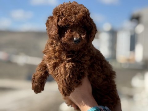 Ankaranın en seçkin red brown toy poodle yavruları