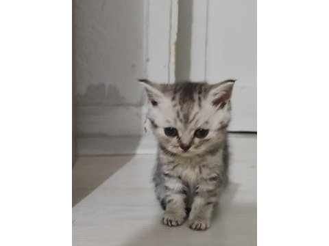 1 aylık bebekler (british shorthair)