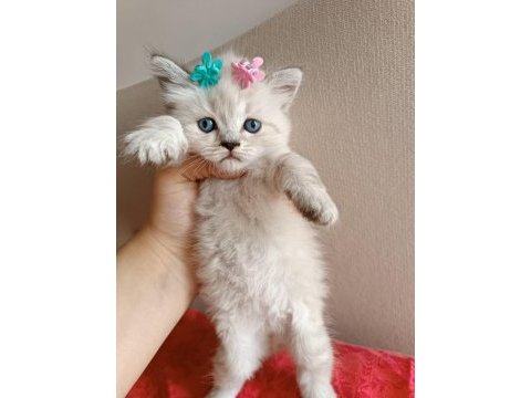 British shorthair yavruları