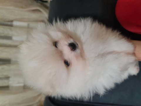 Show kalite pomeranian boo