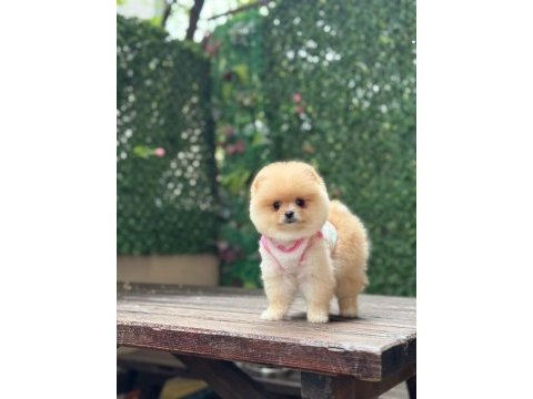 Ayı surat pomeranian boo yavrumuz