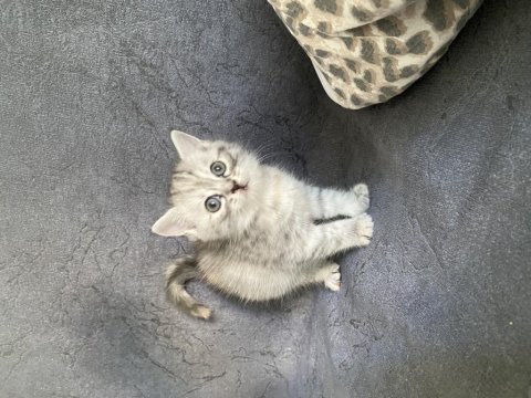 Silver tekir yavru kediler yuva arıyor