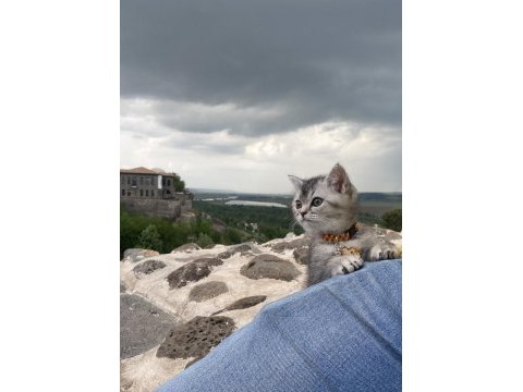 4 aylık scottish fold
