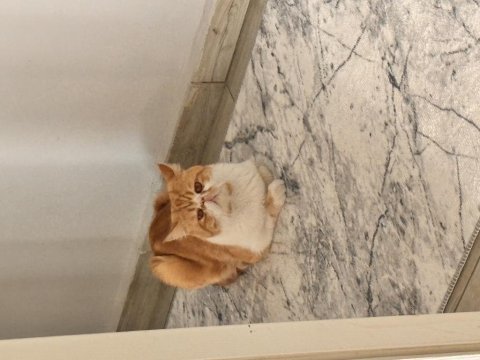 Erkek 1.5 yaşında iran kedisi