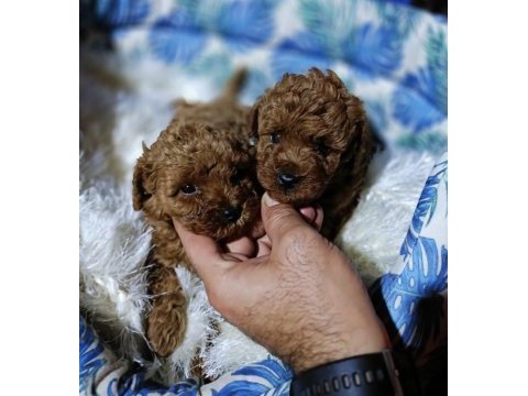 Gerçek teacup kore poodle bebekler