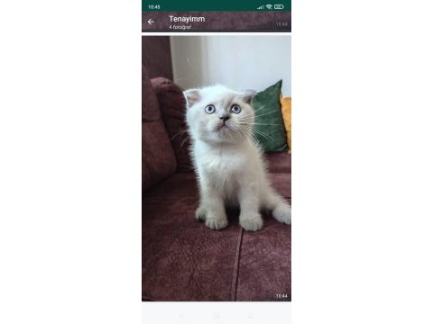 Safkan blue point scottish fold son erkek yavrumuz