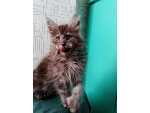 Maine coon full şecereli yavrular