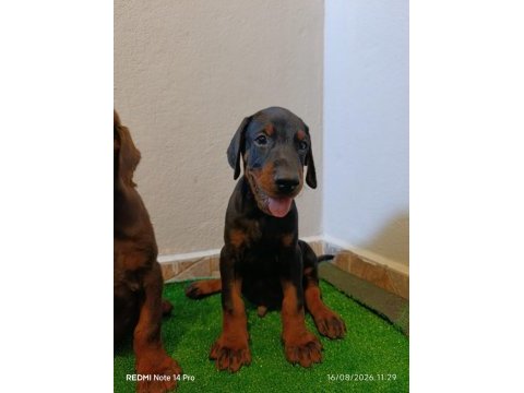 A scr üst düzey doberman