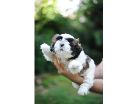 Anne altından harika safkan shih-tzu bebekler